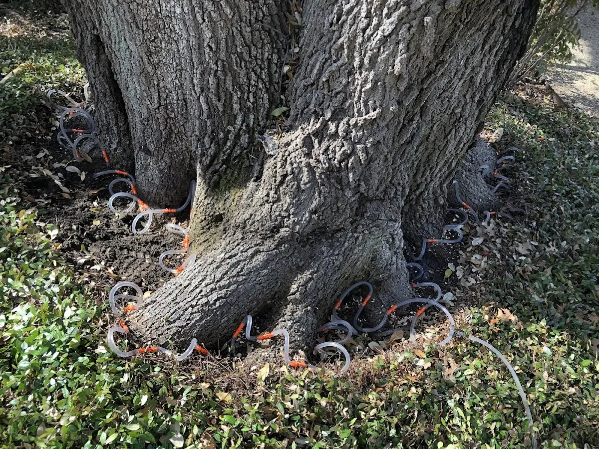 Detailed Tree Cabling and Bracing job site in Steamboat Rock