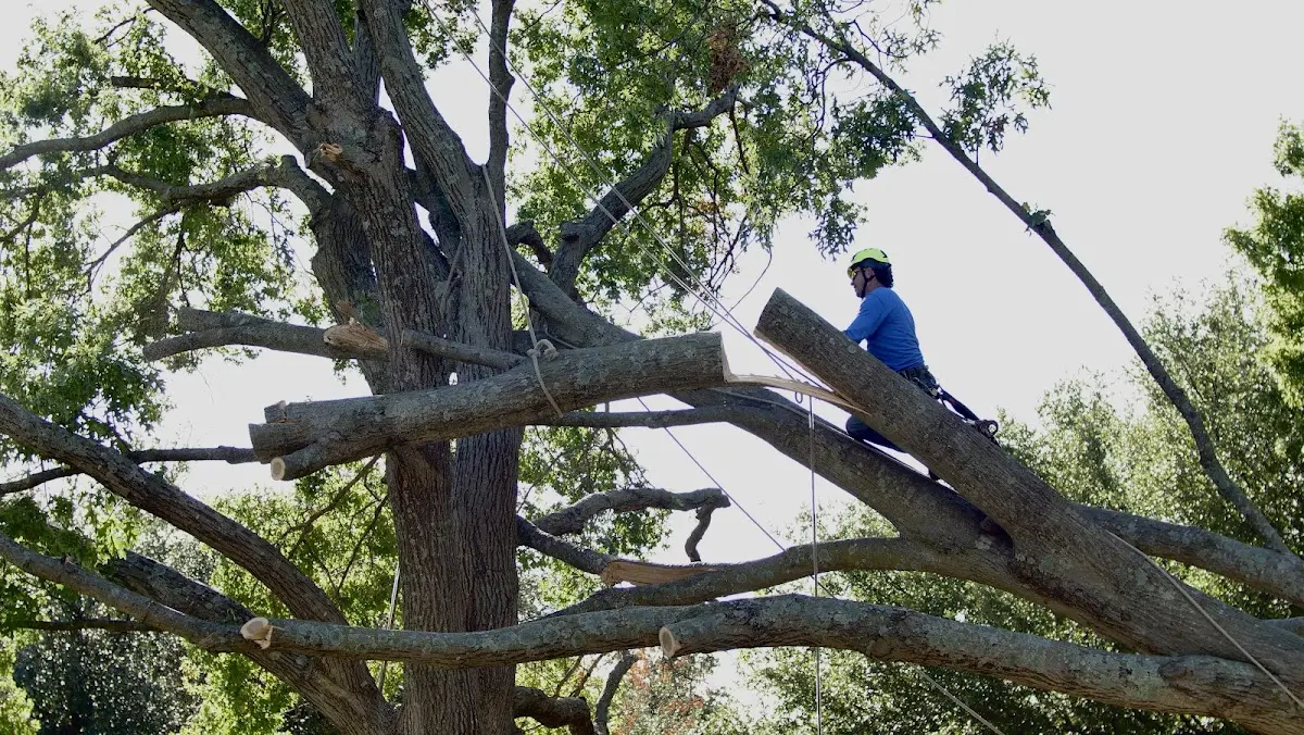 Professional Crown Thinning performed by certified arborists in Steamboat Rock