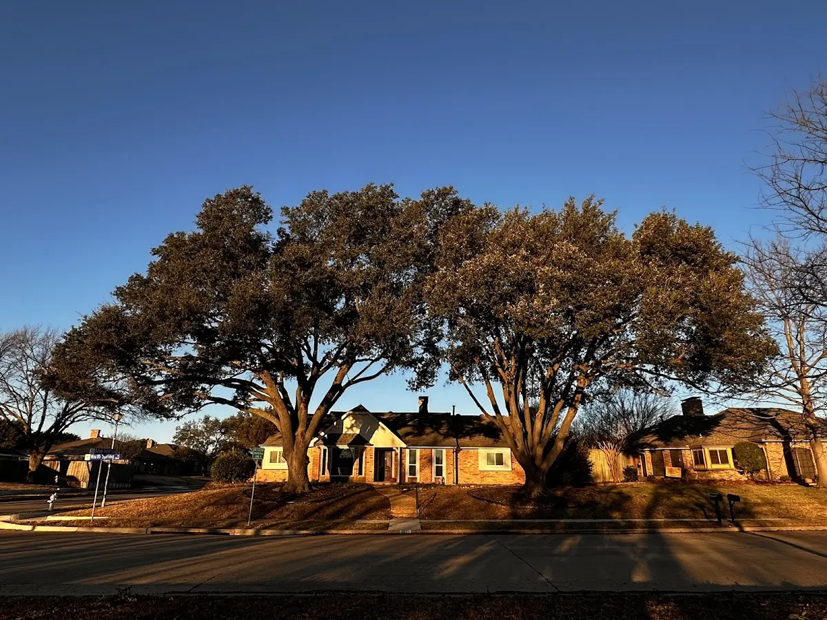Established residential canopy tree shading a home in Steamboat Rock